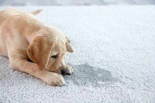 Pet Odor and Stain Removal
