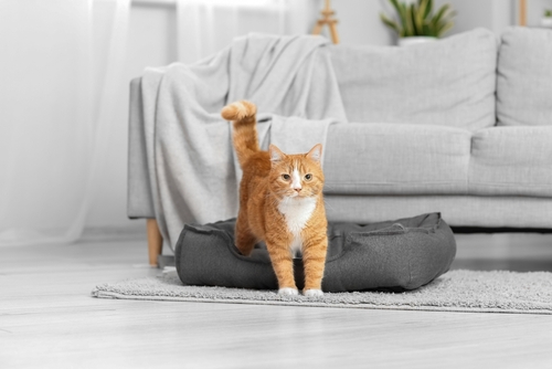 Pet-Friendly Upholstery Cleaning for the New Year