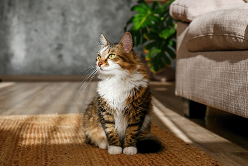 How VOC-Free Carpets Can Improve Indoor Air Quality 